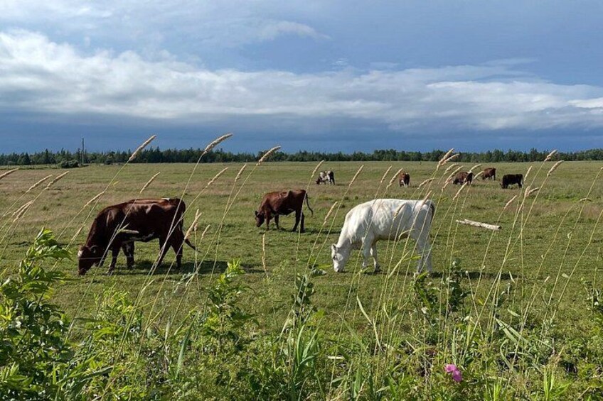 Private Prince Edward Island Tour with Dairy Bar Visit 1