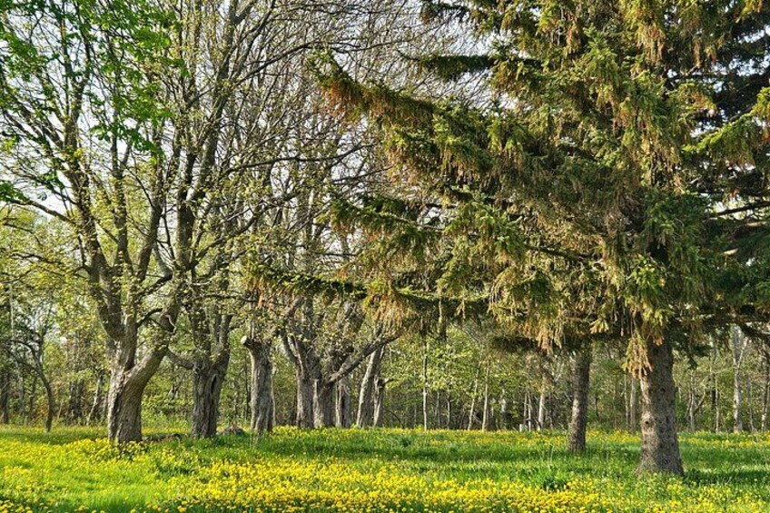 A forest with tall trees and a field of yellow flowers. 3
