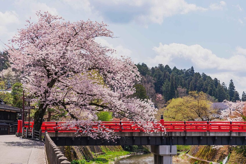 Un cerisier en pleine floraison, un pont rouge et une rivière en contrebas. 3