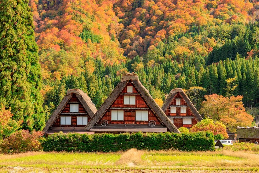 Une maison traditionnelle en bois, avec un toit de chaume, entourée d’une forêt luxuriante aux couleurs automnales. 1