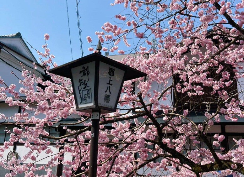 Une lanterne japonaise traditionnelle ornée de caractères japonais, le tout sur fond de fleurs de cerisier. 5