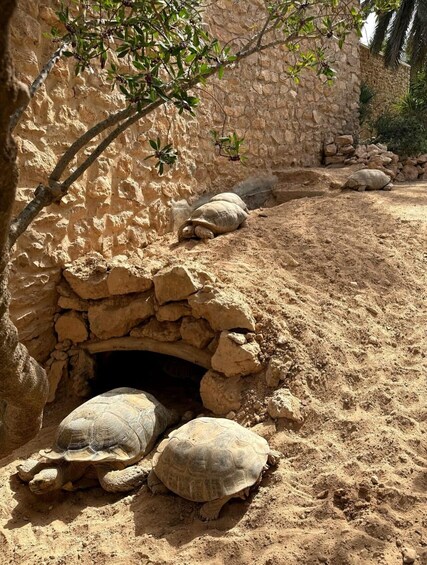 Une tortue dans un enclos sablonneux, avec un mur de pierre et une végétation clairsemée. 2