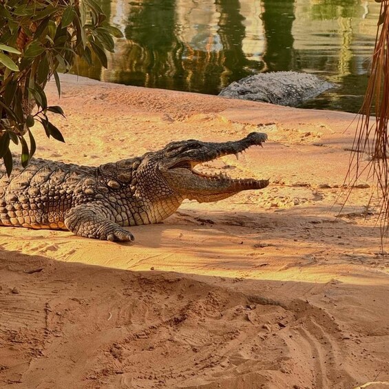 Un crocodile allongé sur un sol sablonneux, près d’une étendue d’eau dont la surface reflète la lumière. 1