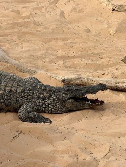Un crocodile est allongé sur un terrain sablonneux, avec un morceau de bois flotté à proximité. 3