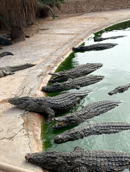 Un groupe de crocodiles dans un enclos aquatique, avec une berge sablonneuse et un mur de pierre en arrière-plan. 5