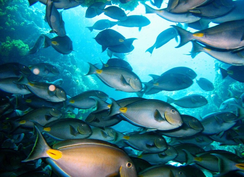 Un banc de poissons nageant dans un environnement sous-marin clair et bleu. 3