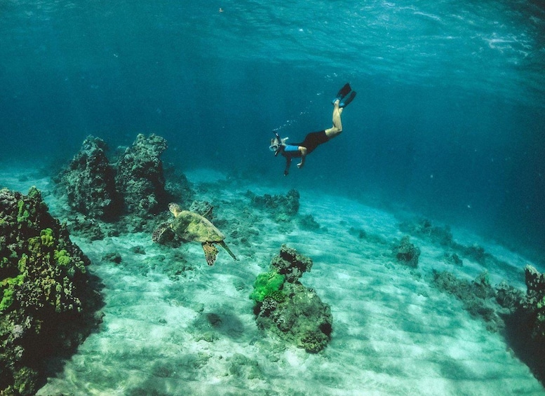 Un plongeur nageant sous l’eau, avec une tortue de mer à proximité. 1