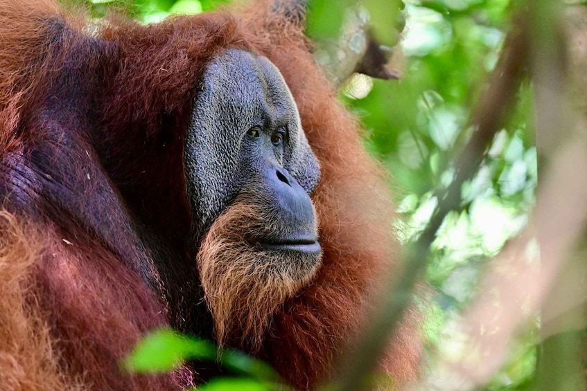 En gorilla med rödbrun päls, omgiven av grönt lövverk. 1