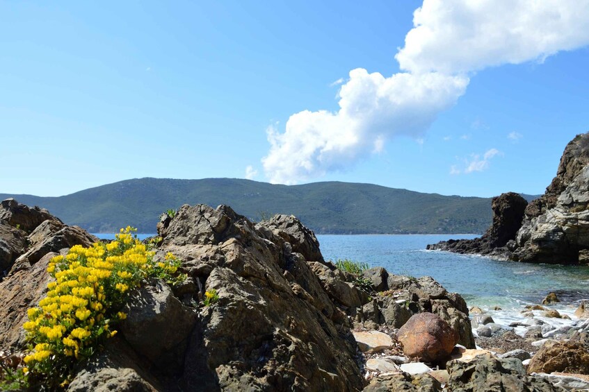 A rocky shoreline with yellow flowers, clear blue water, and distant mountains. 2