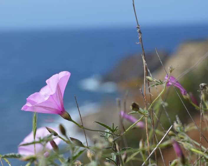 A pink flower in a natural setting with a blurred background of a blue sky and a hint of land. 5