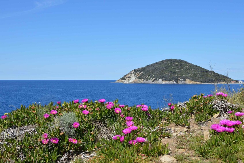 A coastal landscape with vibrant pink flowers in the foreground and a clear blue sea. 4