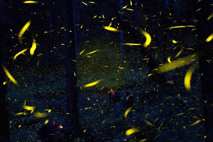 A forest with yellow leaves scattered on the ground. 2