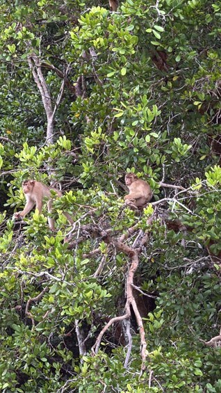 Two monkeys in a dense forest with green foliage and tangled branches. 1