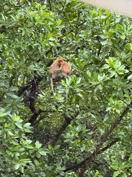 A monkey sitting on a tree branch amidst dense green foliage. 3