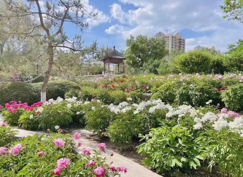 A garden with peonies, a gazebo, and tall buildings in the background. 1