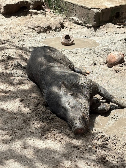 Un cochon allongé dans la boue, avec une structure en béton en arrière-plan. 3