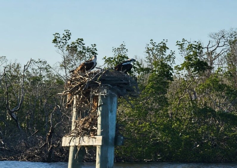 Two birds perched on a wooden structure surrounded by dense vegetation. 3
