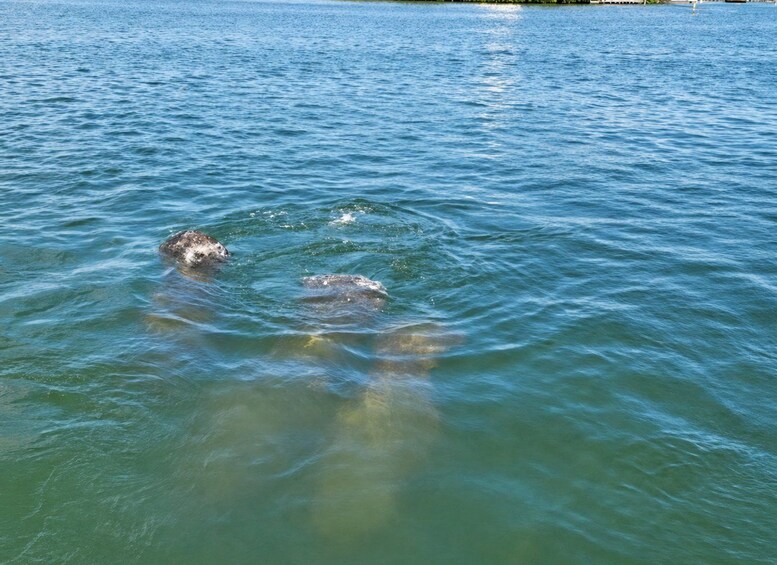A body of water with two dolphins swimming. 5