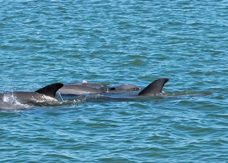 A group of dolphins swimming in the ocean. 4