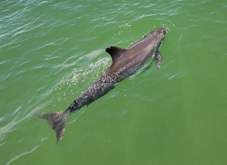 A large fish swimming in greenish water. 5