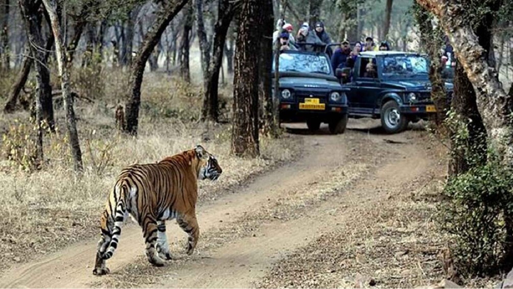A tiger walking on a dirt path in a forest with a vehicle and people in the background. 3
