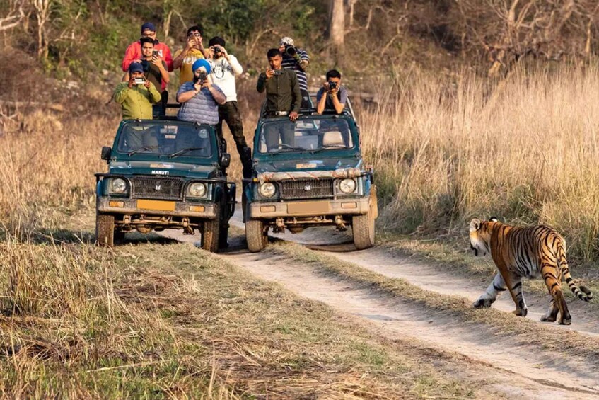 A group of people in safari vehicles on a dirt road with a tiger in the background. 2