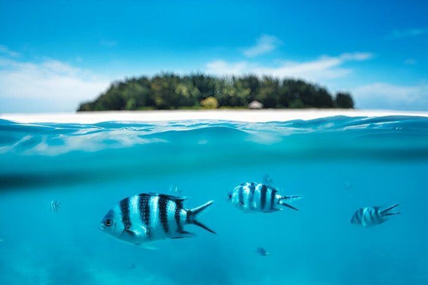 Clear blue water, a sandy beach, and a small island with vegetation in the background. 1