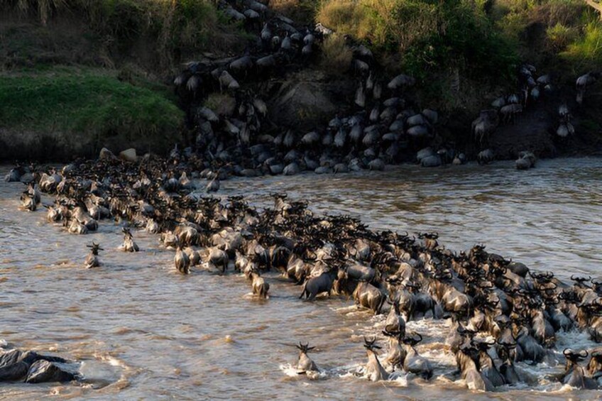 A large herd of wildebeests crossing a river. 1