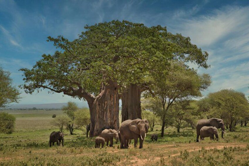 Elephants near a large tree in a grassy field. 3