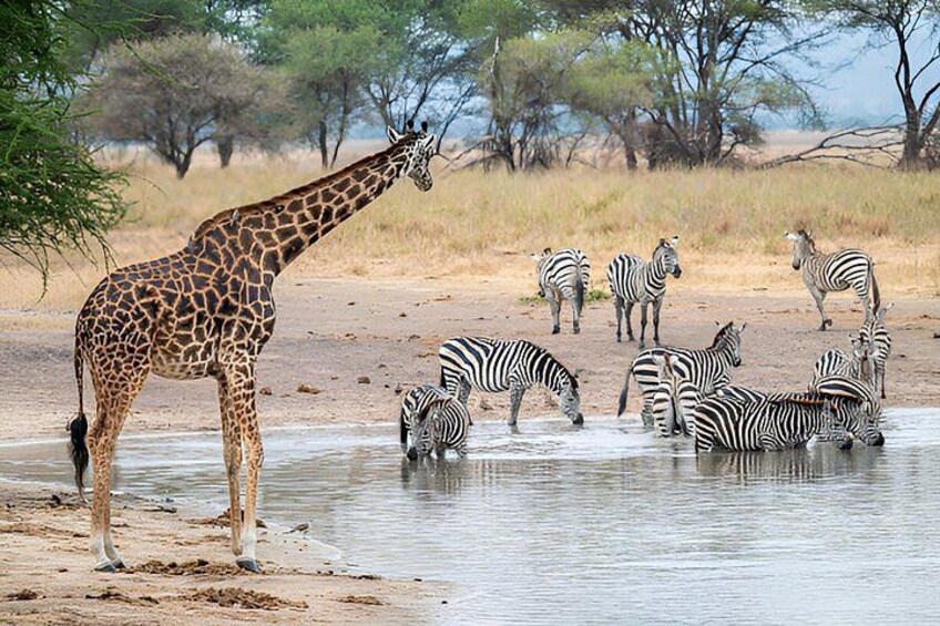 Tanzania 8 Day Great Migration and Big Five Safari. 2