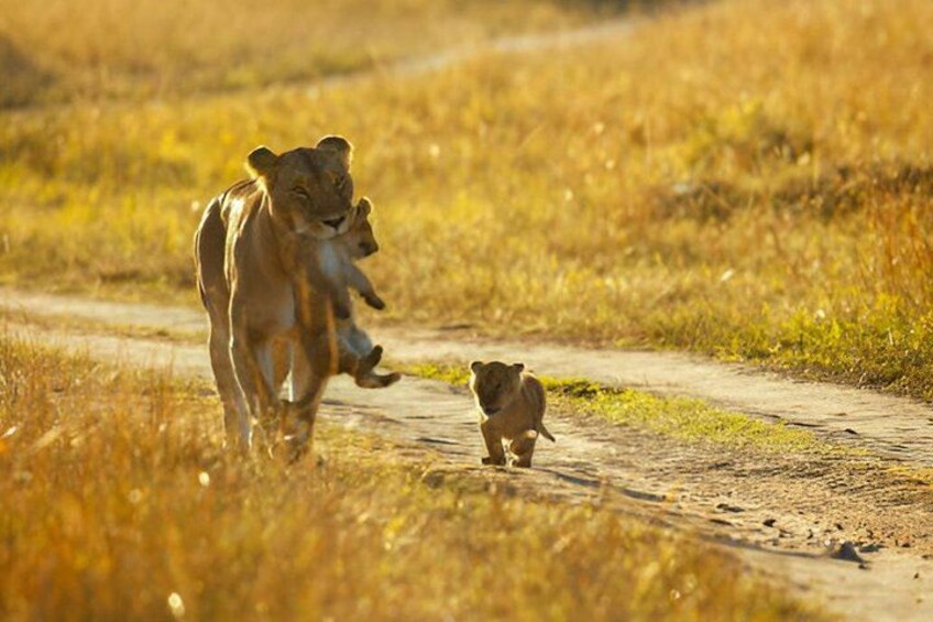 A lioness walking with a cub on a dirt path in a grassy field. 4