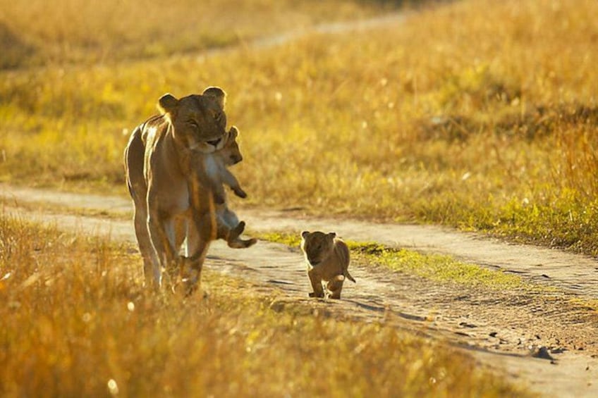 Tanzania 8 Day Great Migration and Big Five Safari. 4