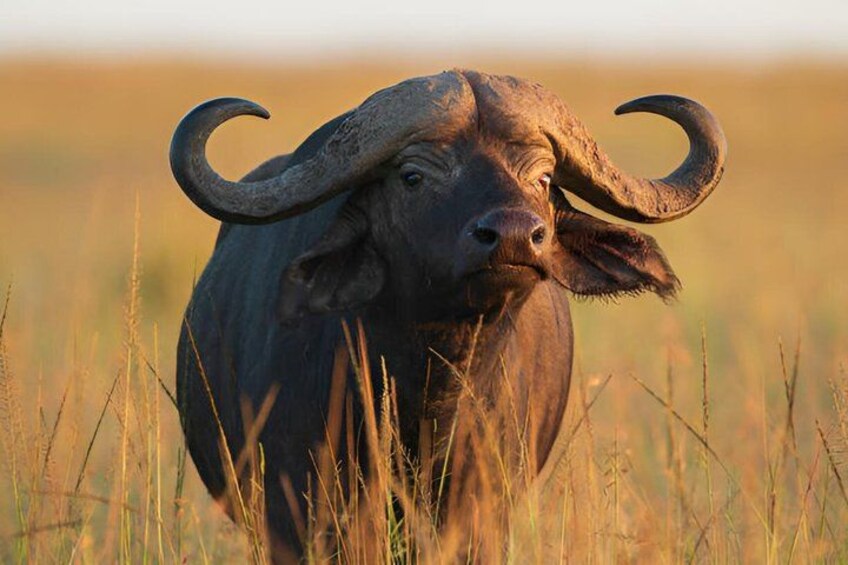 A buffalo in a grassy field with tall grass and a clear sky. 5