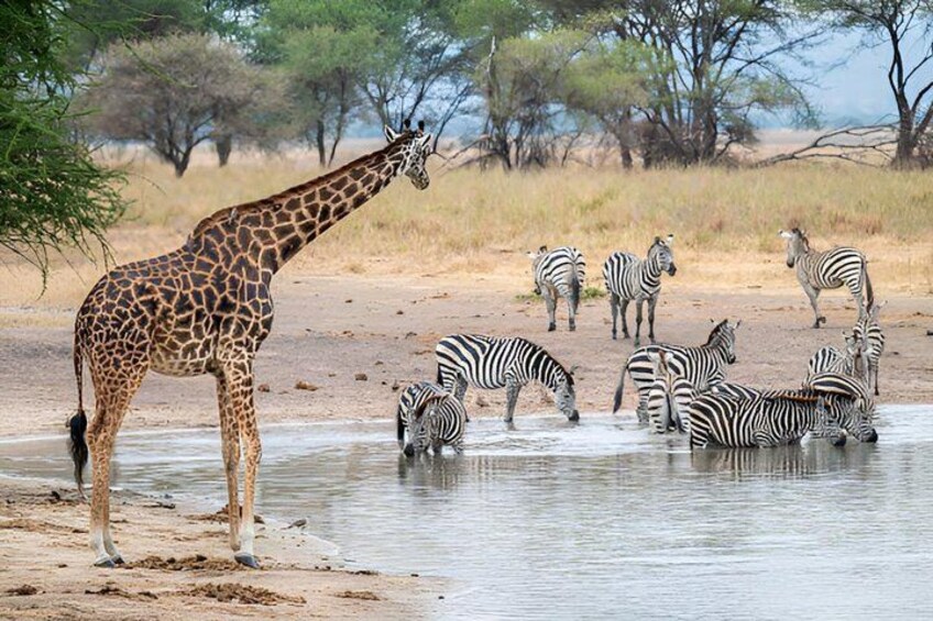 A giraffe and zebras by a waterhole in a savannah landscape. 2