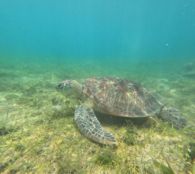 Une tortue de mer nageant sous l’eau, au milieu des algues et des rochers. 2