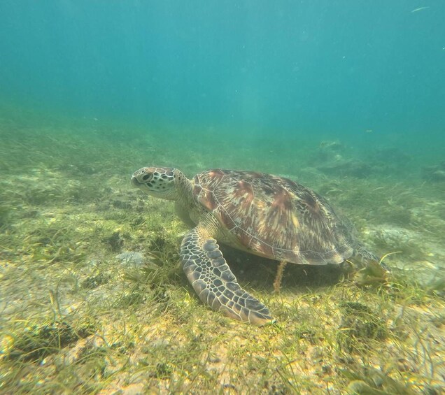 Une tortue de mer nageant sous l’eau, avec des algues sur le fond de l’océan. 4