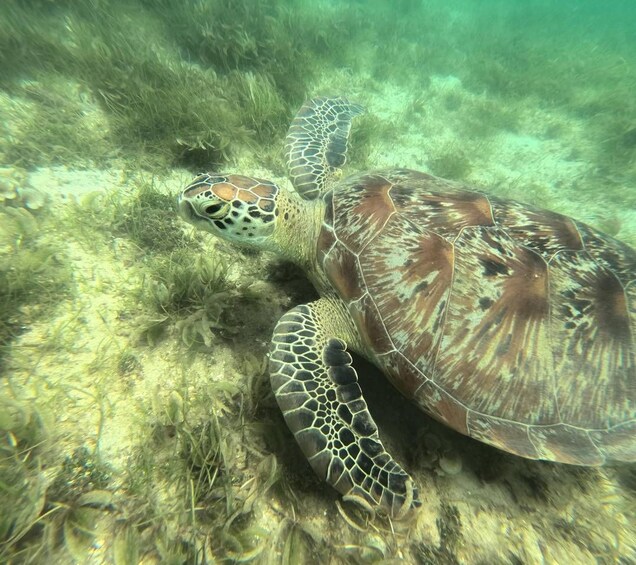 Une tortue de mer nageant sous l’eau, au-dessus d’un fond rocheux et parmi des algues. 3
