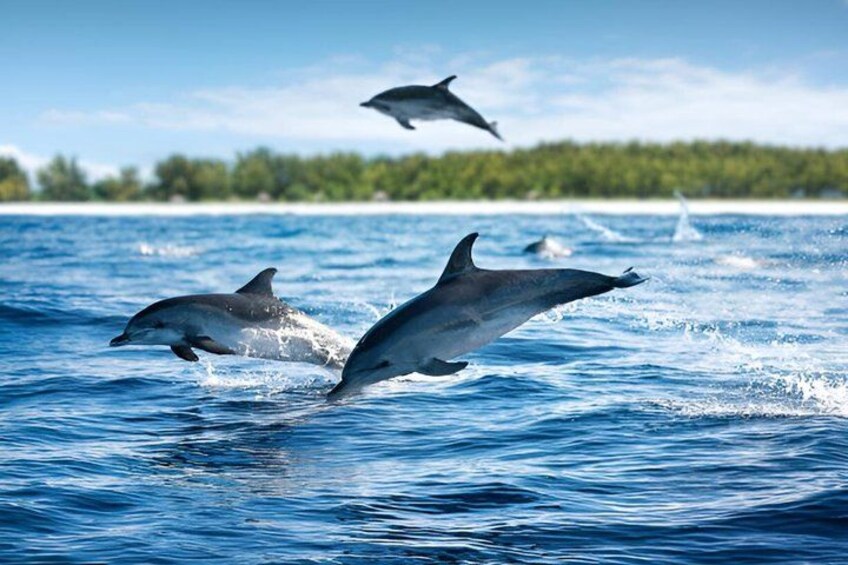 Dolphins jumping out of the water in a clear blue sea. 1
