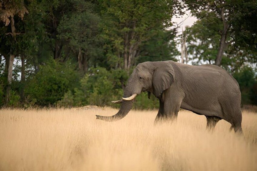 An elephant in a grassy field with trees in the background. 5