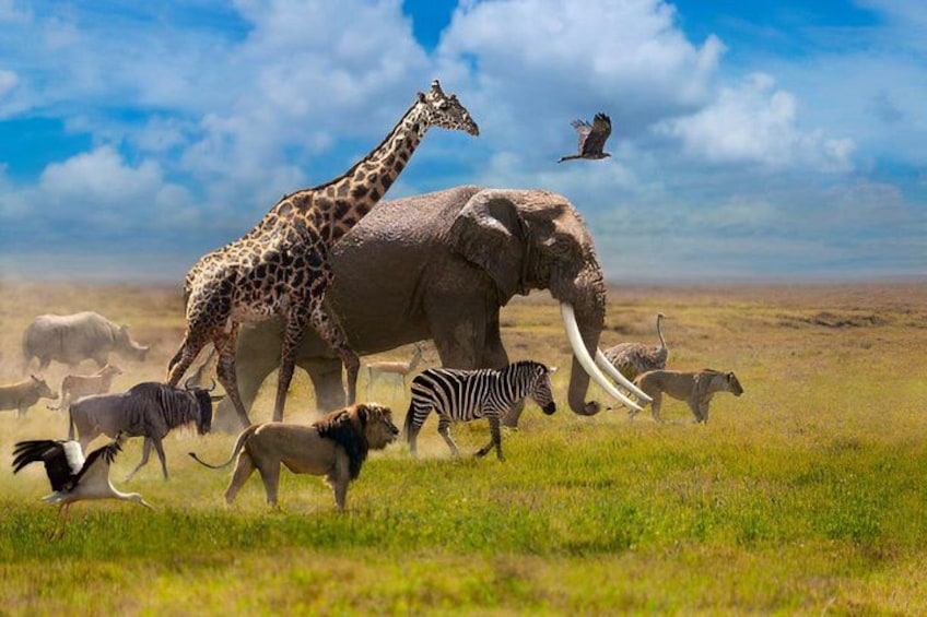 A giraffe, an elephant, a zebra, a lion, and various other animals in a grassy savannah. 1