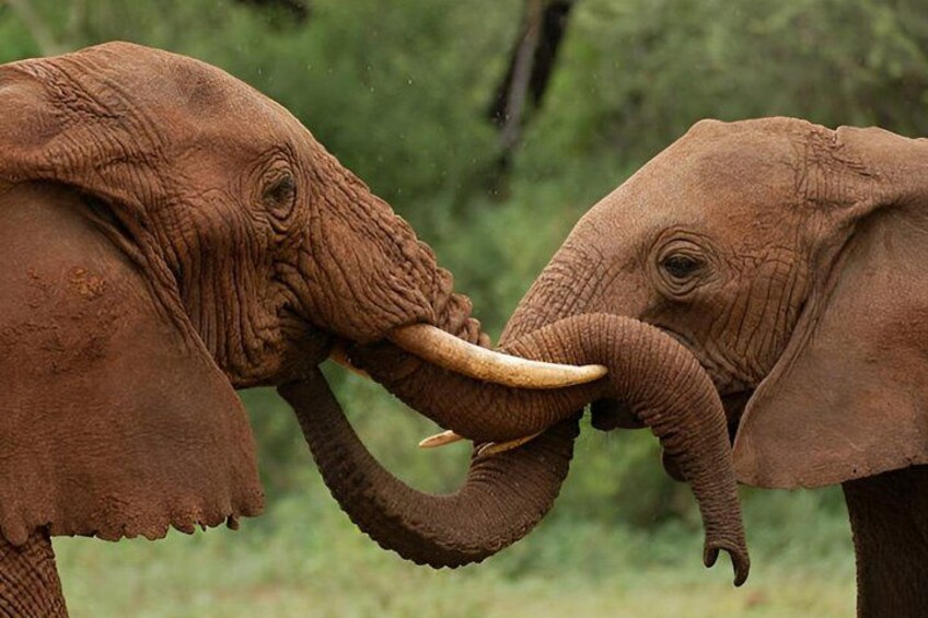 Two elephants with tusks, one adult and one juvenile, in a natural setting. 3
