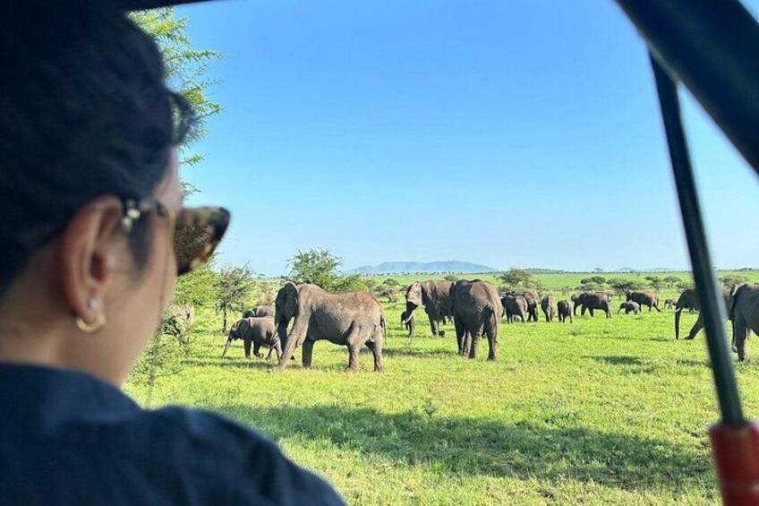 A person observing elephants in a grassy field. 2