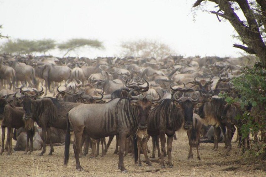 A herd of wildebeests in a dry grassland with sparse trees. 5