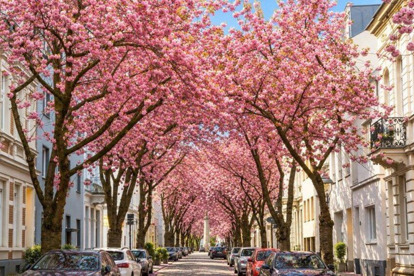 A street lined with cherry blossom trees, parked cars, and classic European architecture. 5