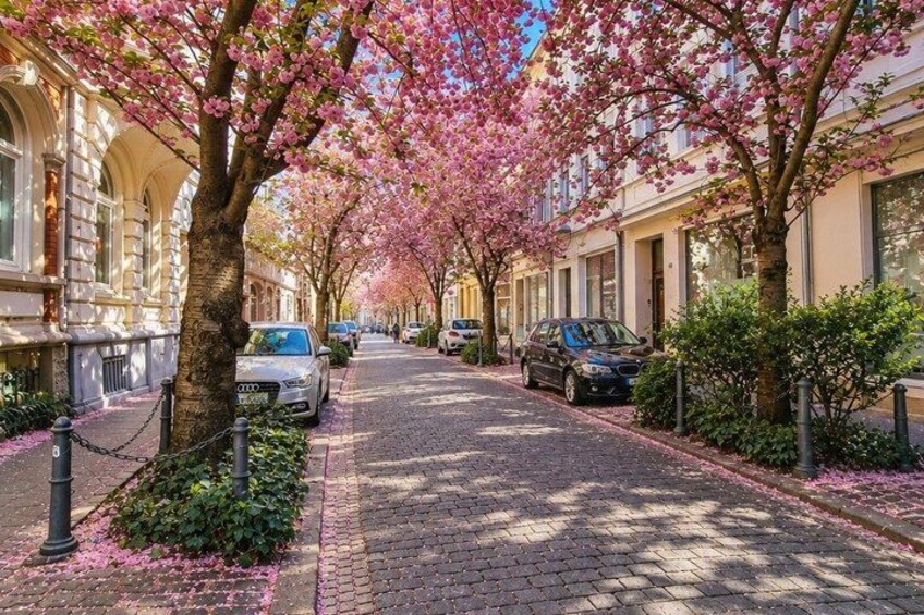 A tree-lined street with parked cars and blooming cherry blossoms. 4