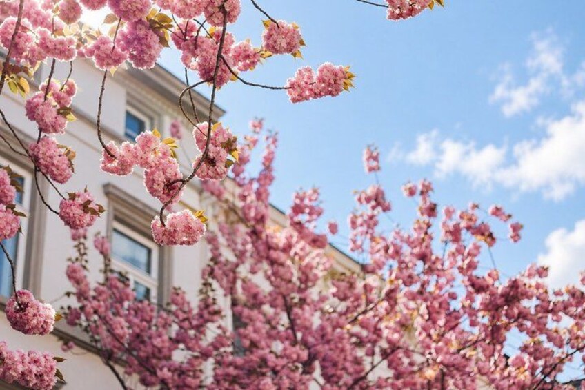 Cherry blossoms in full bloom against a building backdrop. 2