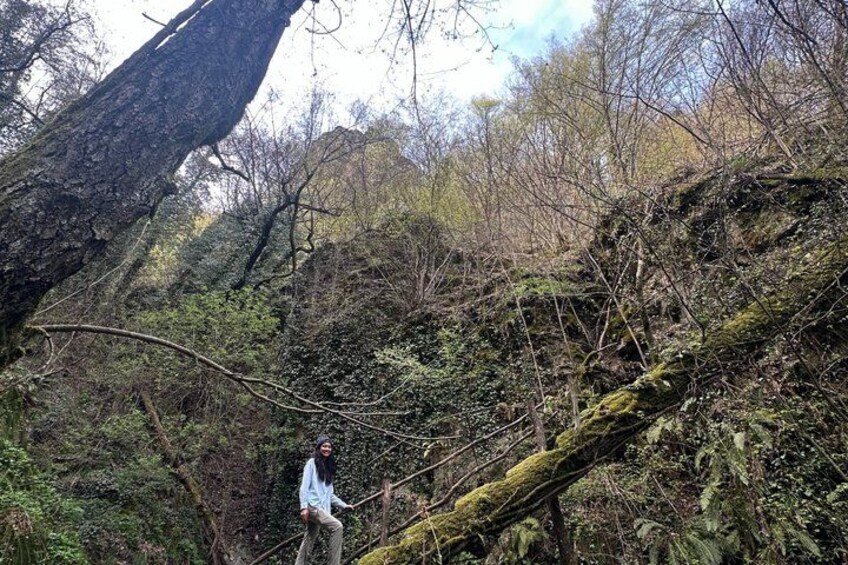 A person standing on a fallen tree branch in a forested area with dense foliage and a large tree trunk in the background. 4