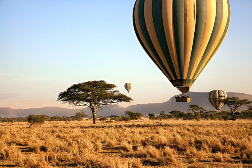 Hot air balloons over a savanna landscape with acacia trees and distant mountains. 1