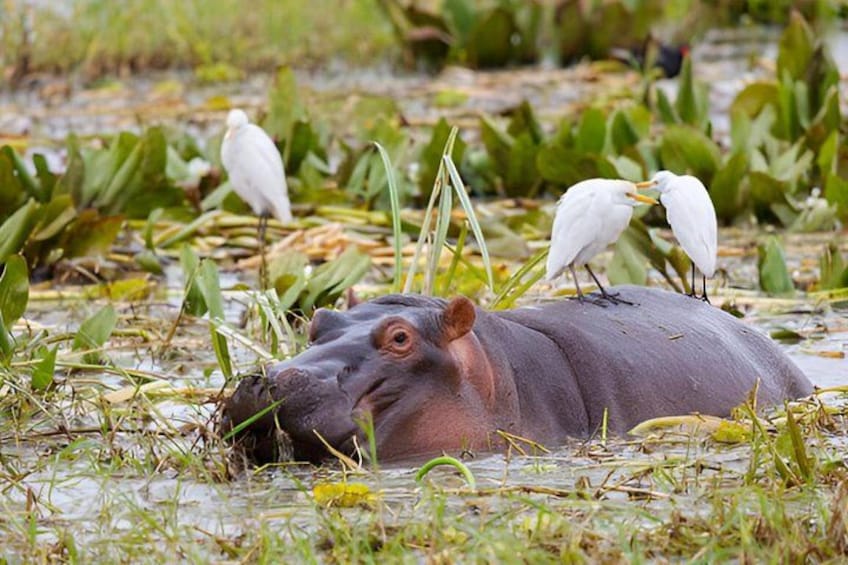 A hippo with two white birds perched on its back in a water body surrounded by green vegetation. 4