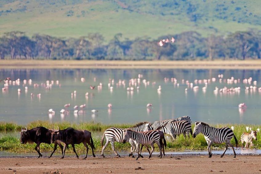 Zebras and wildebeests near a water body with flamingos in the background. 5